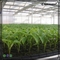 High Reflective HDPE Plastic Seedling Tray 50 Cell Plug Flats For Sprouting
